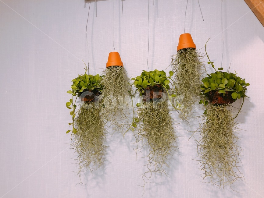 식물,틸란드시아,토분,인테리어,푸른,잎,수염,식물,자연,plants,nature,인테리어,실내디자인,interior design