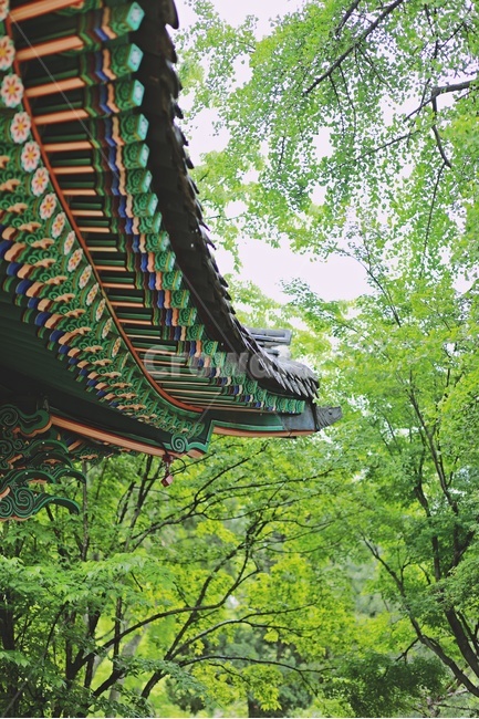 한옥,기와,기와지붕,tiledroof,koreanstylehouse,기와집,처마,나무,green,한국전통,한국문화,korean traditional,korean culture,건축물,건물외관,exterior,building,structure,architecture,construction