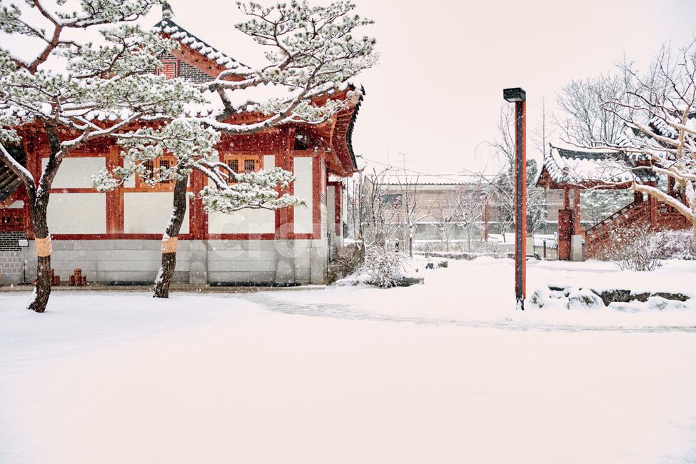 눈,소나무,겨울,함박눈,기와지붕,전통주택,겨울,계절,winter,season,한국전통,한국문화,korean traditional,korean culture,건축물,건물외관,exterior,building,structure,architecture,construction