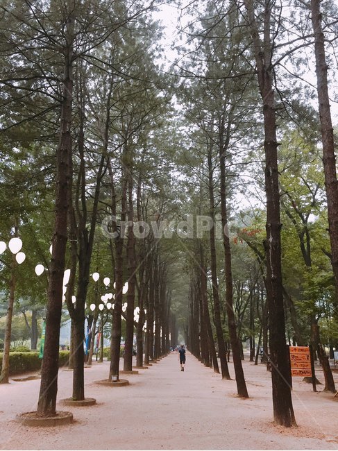 강원도,남이섬,숲,한적,평온,자연,풍경,nature,landscape,plant,식물,tree,나무,tree trunk,나무 줄기,vegetation,초목,woodland,삼림지,land,땅,outdoors,옥외,forest