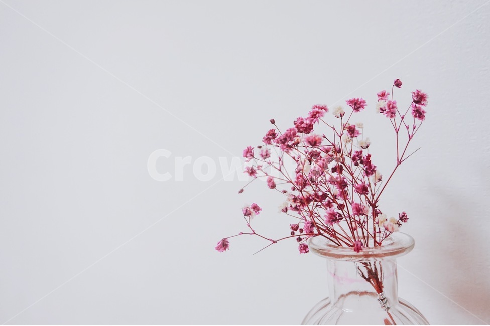 꽃,드라이플라워,봄,안개꽃,색안개꽃,식물,자연,plants,nature,꽃,flower,실내용화초,화분,화초,house plant,인테리어,실내디자인,interior design