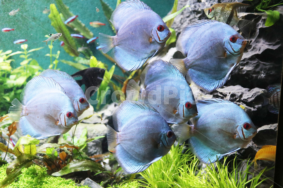 물고기,생선,바다,아쿠아리움,수족관,어류,수중,fish,동물,animal,어류,물고기,fish