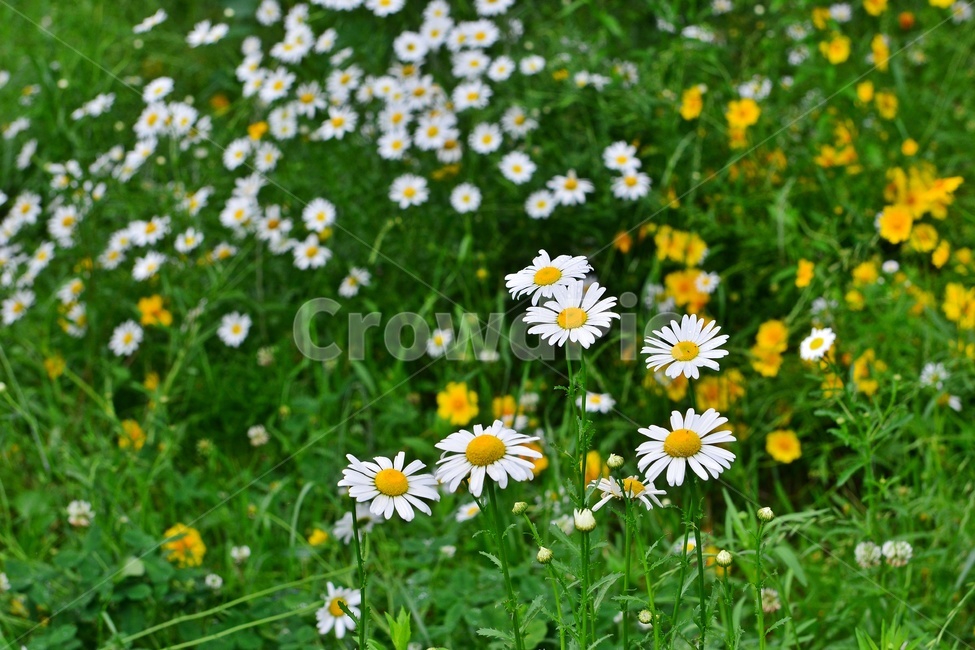광주,서구,공원,풍암저수지,풍암공원,nature,자연,outdoors,금계국,샤스타데이지,옥외,plant,식물,관상용,field,들,blossom,flower,꽃,daisy,daisies,데이지