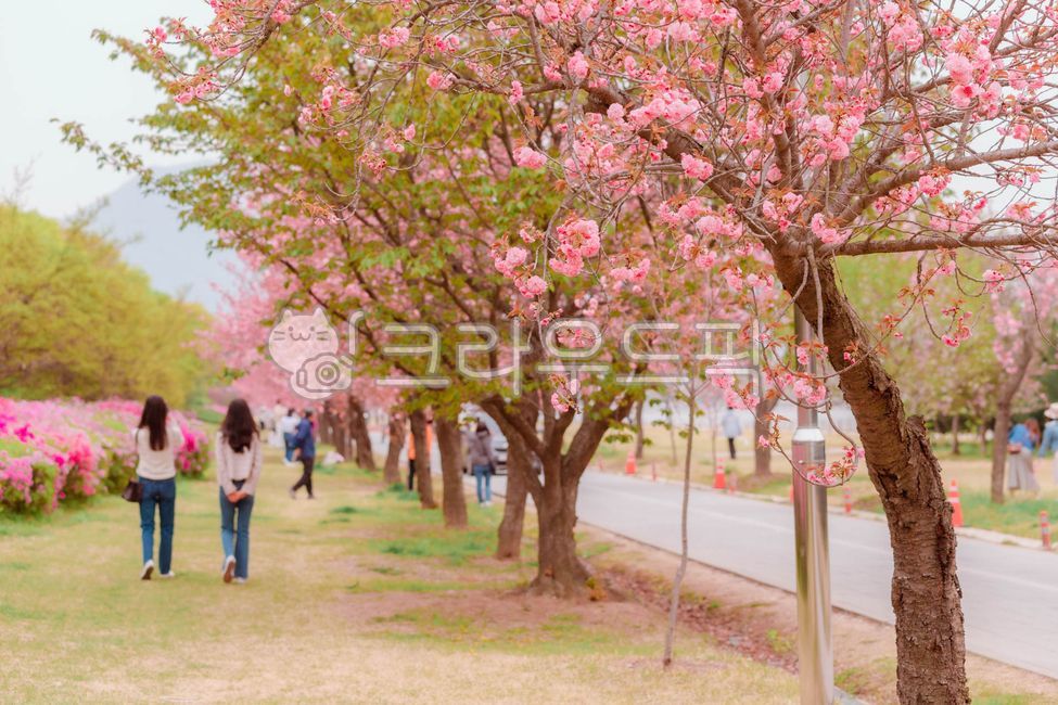 겹벚꽃,겹벚꽃길,봄,산책,미사경정공원,꽃길,공원,cherryblossom