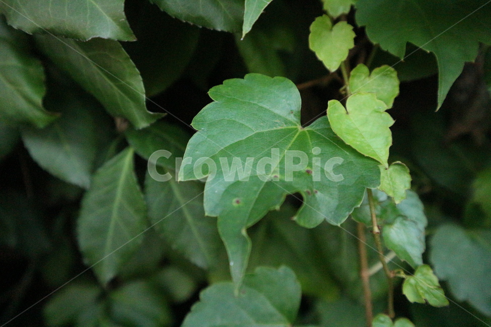 식물,초록,자연,green,나뭇잎,식물,자연,plants,nature