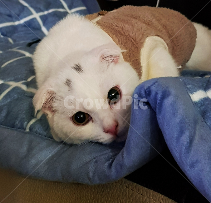 고양이,동물,스코티시폴드,폴드,스코티시,동물,animal,포유류,mammal,고양이,cat,kitten,kitty