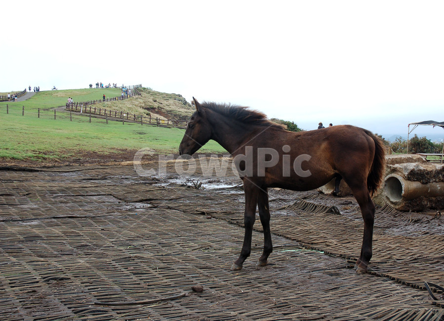 horse,말,말갈기,제주도,우도,말타기,종마,명마,stallion,Korea,jeju,동물,animal,포유류,mammal