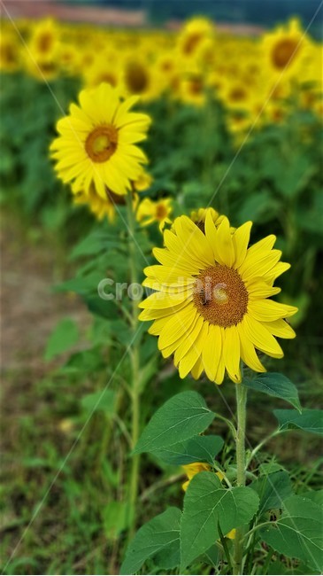 해바라기,꽃,식물,자연,아름다움,태양,sun,가을,여름,계절,plants,season,nature,summer,sunflower