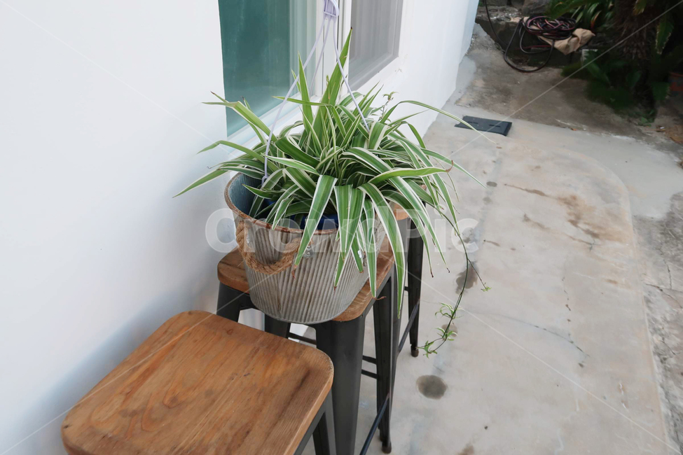 plant,식물,자연,마당,화분