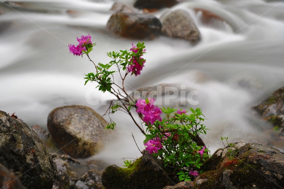 plant,계곡,꽃,자연,물,식물,식물,자연,plants,nature,꽃,flower