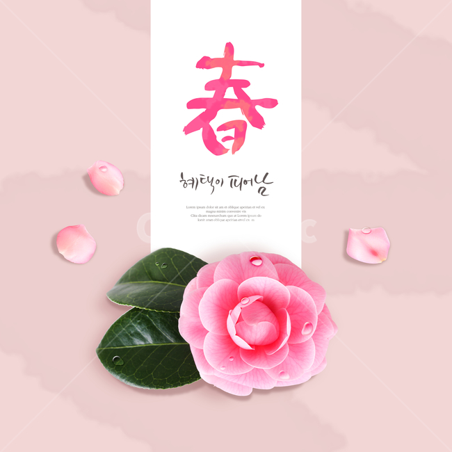 동백,꽃,꽃잎,캘리,캘리그라피,손글씨,붓글씨,봄,프레임,이벤트,쇼핑,봄,계절,spring,season,꽃,flower,그래픽,일러스트레이션,graphic,illustration,캘리그라피,손글씨,calligraphy,blossom,petal,plant,식물