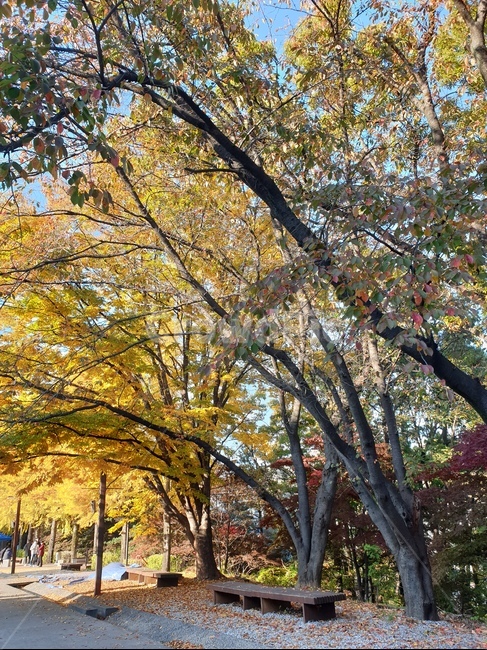 파란하늘,가을,높은하늘,푸른하늘,단풍,휴식,식물,자연,plants,nature,나무,trees,wood