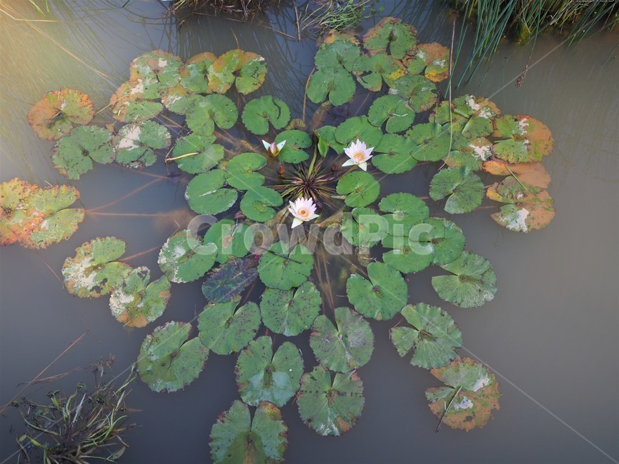 대구수목원,nature,자연,outdoors,물,water,연꽃,물가,연못