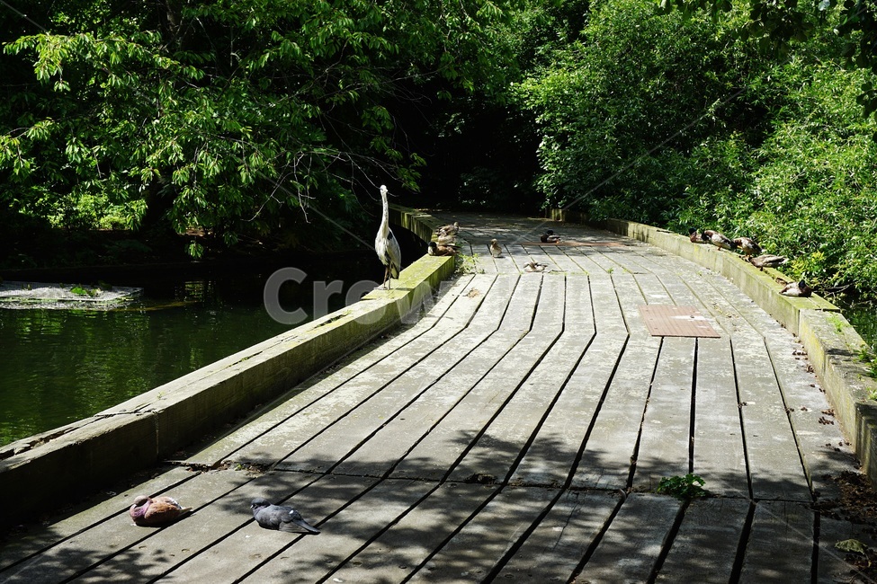 bridge,다리,boardwalk,산책로,새,호수