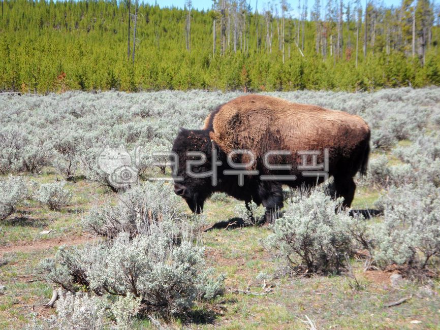 A national park,usa,worldheritage,wild animals,nationalpark,scene,unesco,sight,Buffalo,world heritage,world natural heritage,wildlife,worldnaturalheritage,USA,nature,buffalo,wyoming,water,yellowstone,outdoors,animal