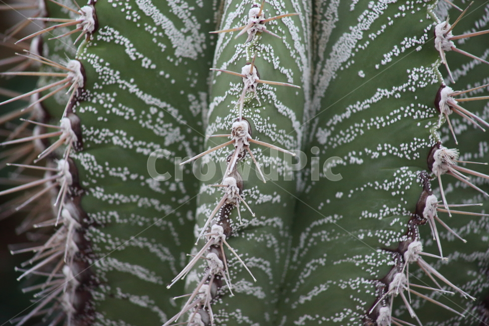 반야선인장,선인장,식물,온실,cactus,식물,자연,plants,nature