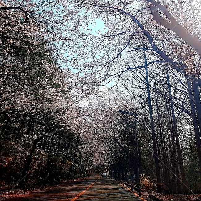 plant,식물,도로,나무,벗꽃,봄,계절,spring,season