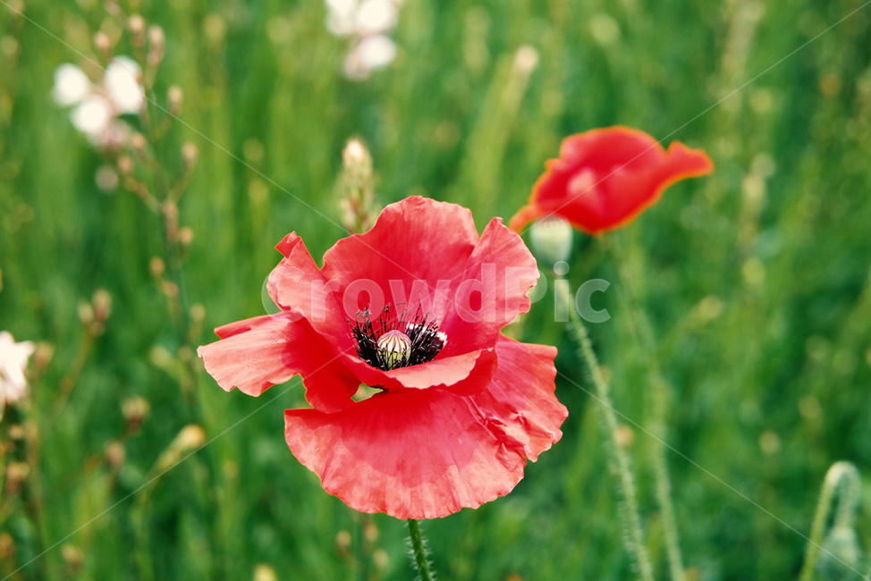 꽃,봄,감성,빨간색,맑음,식물,landscape,view,scenery,sight,flower,spring,red,plant,sensibility