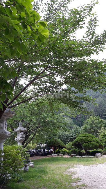 정원,6월,싱그러움,항아리,나무