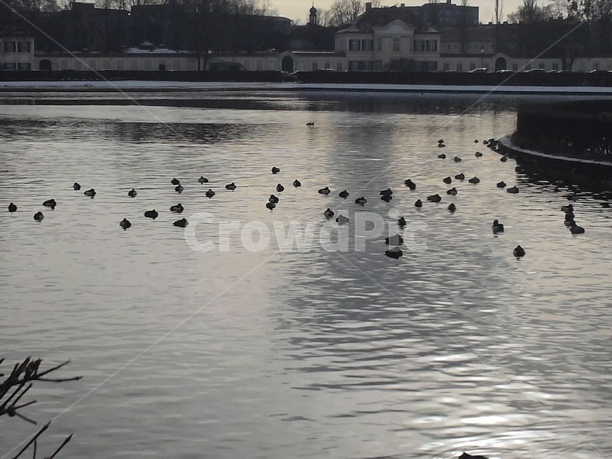 겨울,강,새,동물,water,동물,animal,조류,새,birds