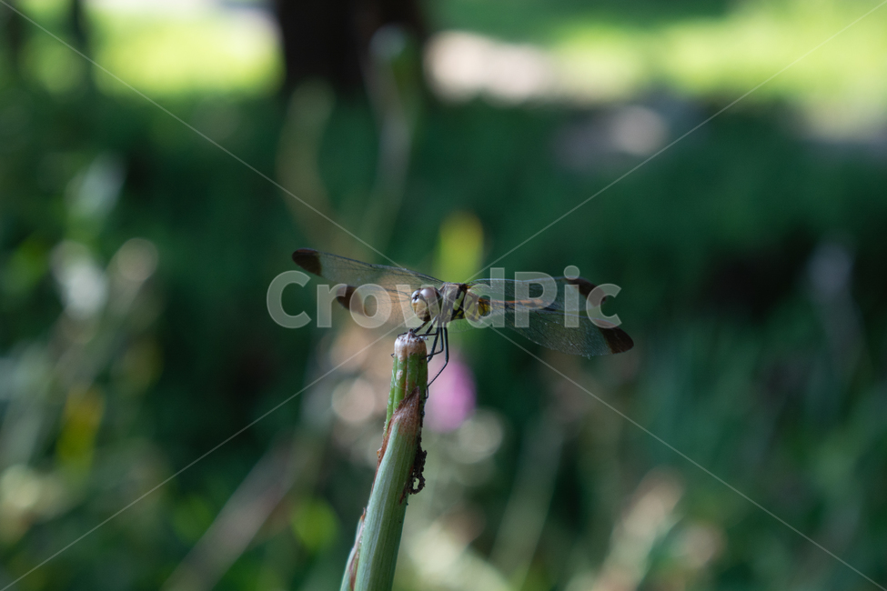 잠자리,dragonfly,드래곤플라이,곤충,휴식,날개,동물,animal,곤충,벌레,insect,bug
