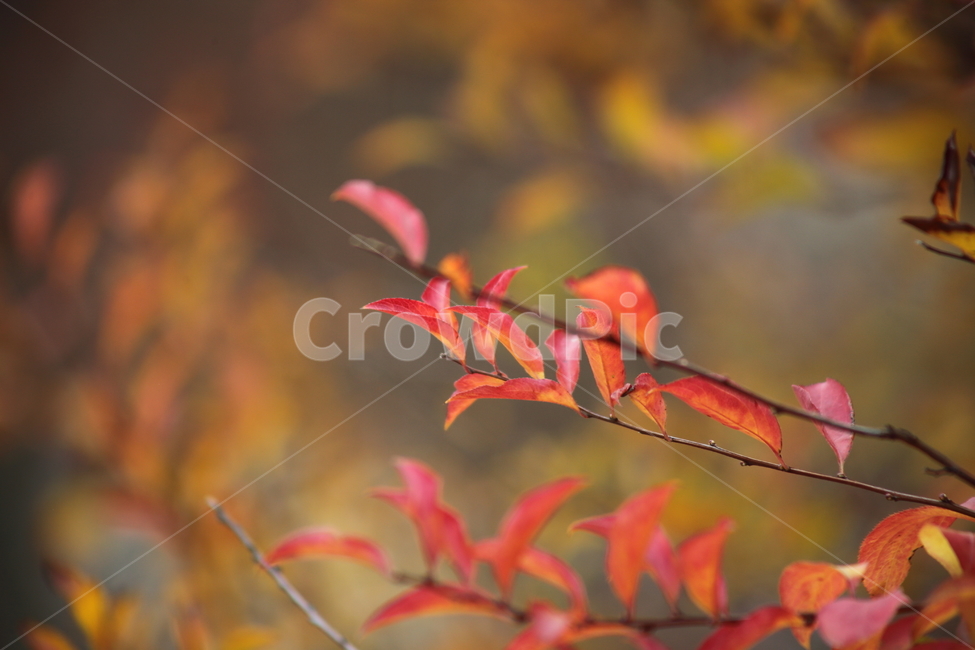 단풍,잎,식물,가을,redleaves,가을,계절,fall,autumn,season,식물,자연,plants,nature,plant,leaf