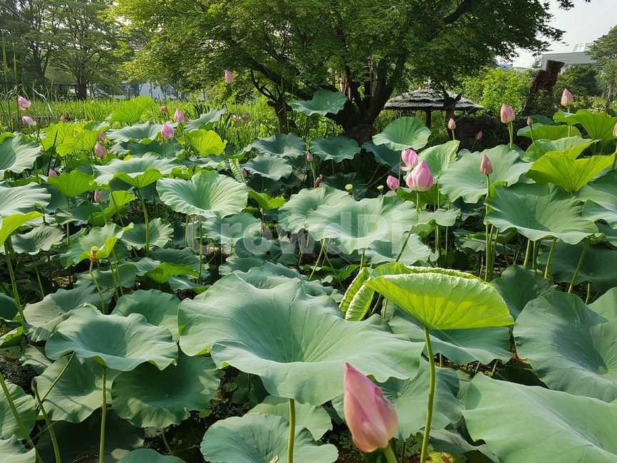 plant,식물,flower,blossom,꽃,연꽃,식물,자연,plants,nature,꽃,flower