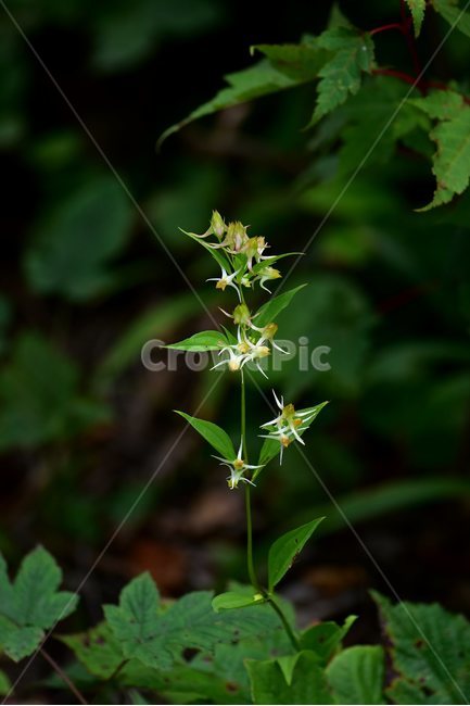 닻꽃,야생화,식물,자연,꽃,생태,힐링,플라워,wildflower,flower,plants,nature,season,감성,느낌,emotion,feeling,여름,용담목,용담과,닻꽃속,식물,자연,plants,nature,꽃,flower