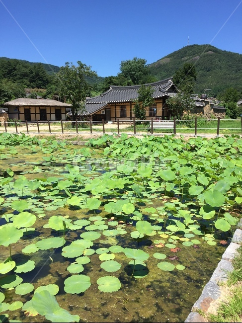 연꽃,lotus,연못,pool,연못정원,자연,풍경,nature,landscape,한국자연풍경,한국자연경관,korea nature landscape,plant,식물
