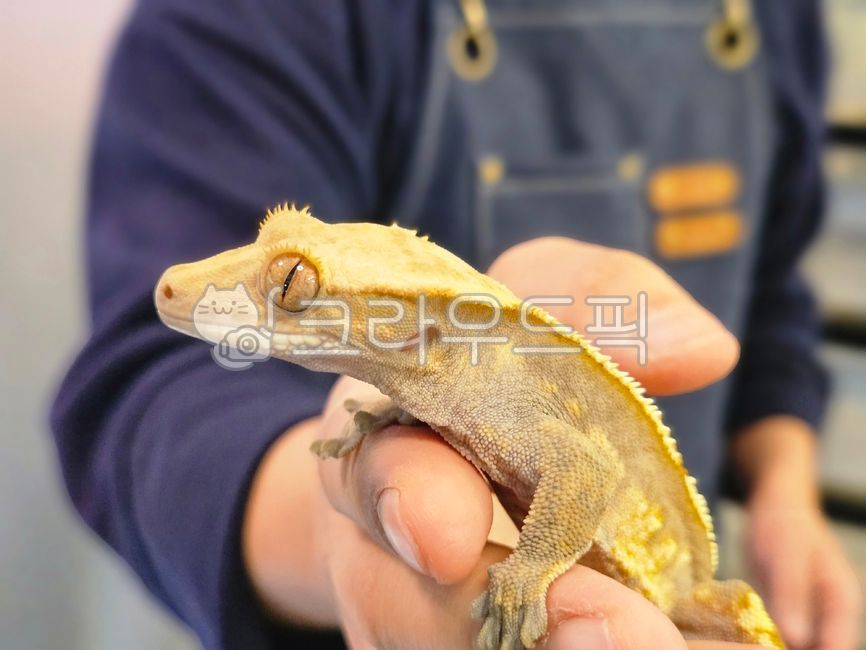 bodypart,신체부위,finger,손가락,도마뱀붙이,동물,lizard,도마뱀,크레스티드게코,게코도마뱀,게코,속눈썹도마뱀,눈알,가죽