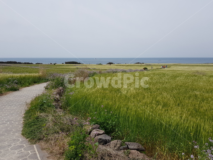 청보리축제,가파도,바다,제주도,foragebarley,길