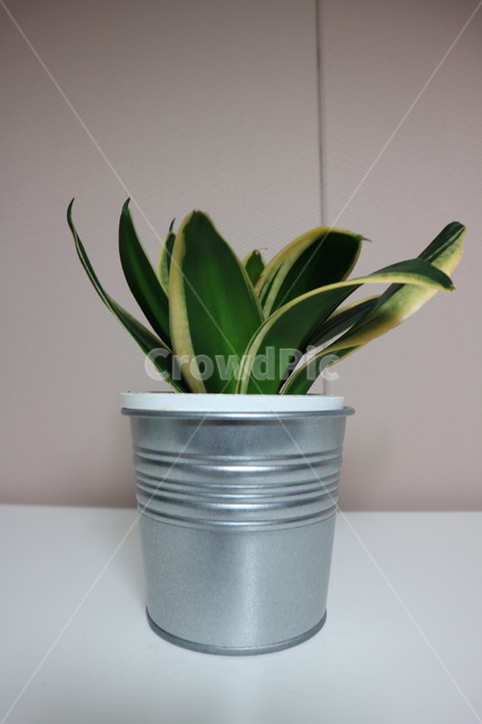 화분,식물,초록,green,산세베리아,실내용화초,화분,화초,house plant