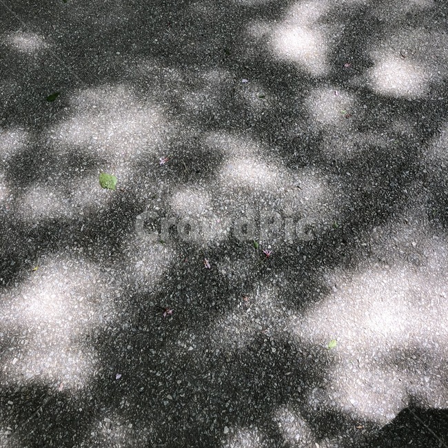 그림자,shadow,땅,바닥,햇빛,나뭇잎,나뭇잎그림자,실루엣,그림자,silhouette,shadow