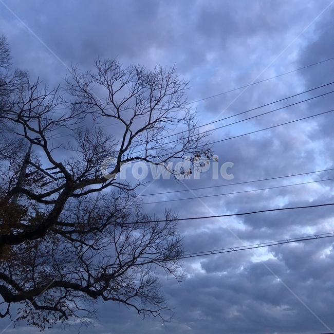 전력선,powerlines,sky,tree,나무,먹구름,하늘,구름
