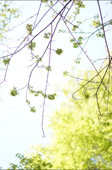 봄,나무,잎,하늘,풍경,연두,봄,계절,spring,season,식물,자연,plants,nature,plant,leaf,tree