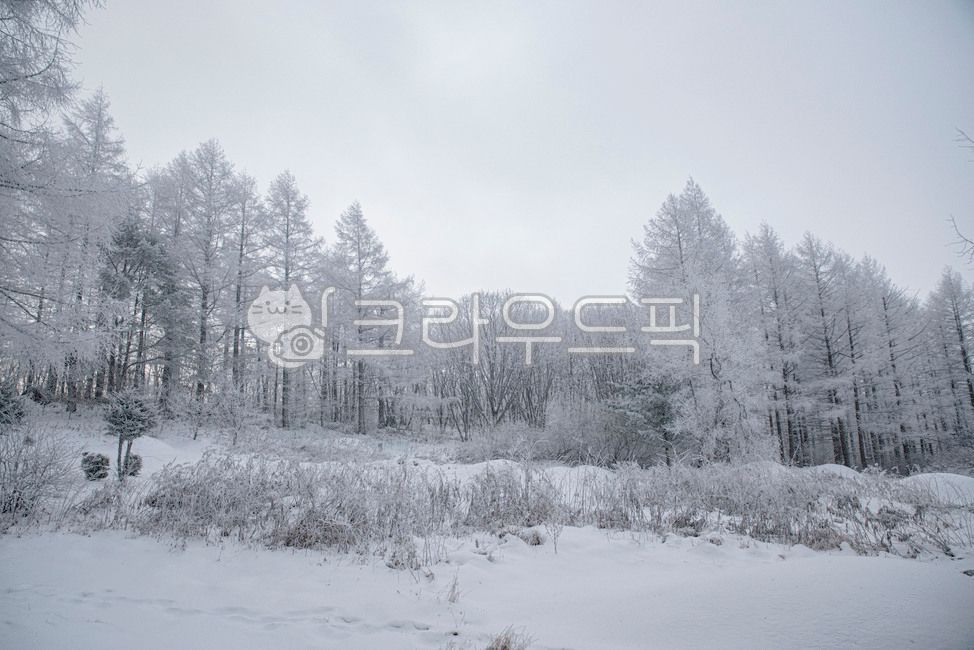 snowflake,forest,winter forest,nature,tree,winter,ice,outdoors,winter mountain,snow,sangodae,winter landscape
