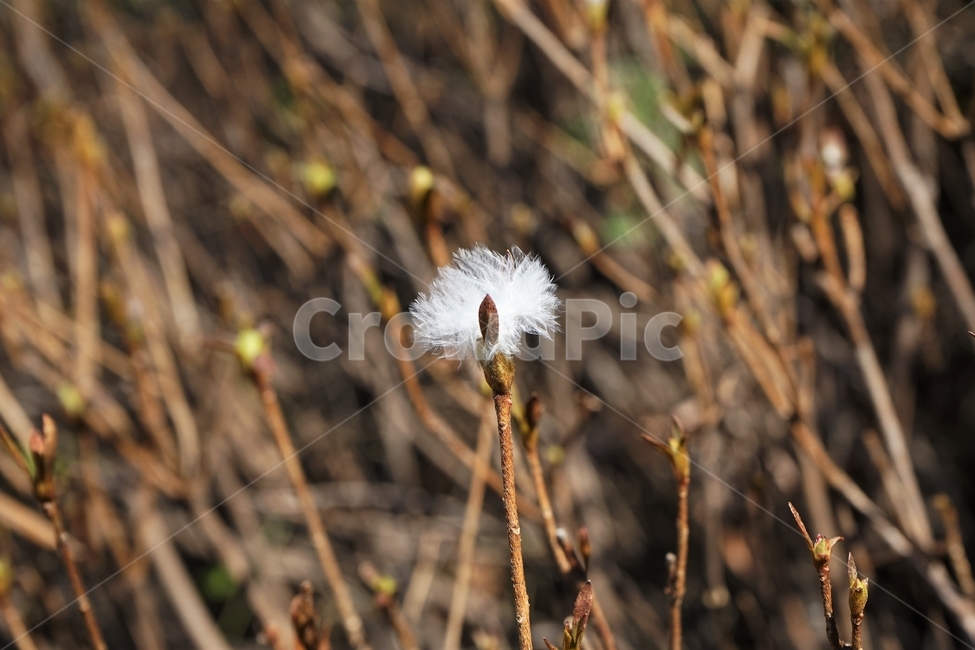식물,봄,꽃눈,개화,자연,가지,floral,floraleyes,nature,plant,bloom,spring,season,식물,자연,plants,nature,꽃,flower