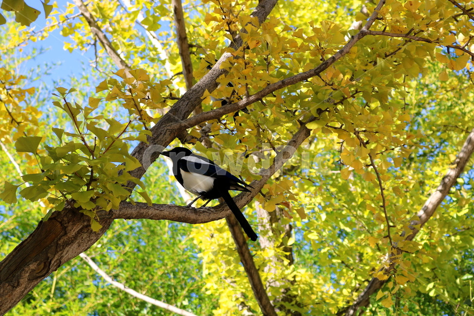 나무,은행나무,단풍,식물,자연,풍경,까치,새,조류,동물,가을,계절,fall,autumn,season,식물,자연,plants,nature,나무,trees,wood,동물,animal,조류,새,birds,bird