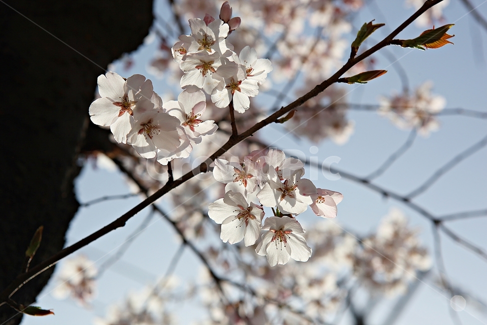 벗꽃,벗나무,꽃,벗꽃잎,꽃잎,봄꽃,봄,식물,자연,공원,식물,자연,plants,nature,꽃,flower