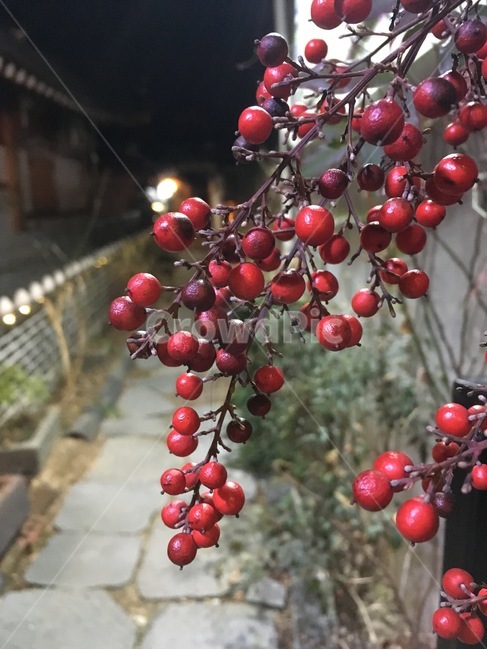 열매,한옥,밤,골목,fruit,hanok,night,alley