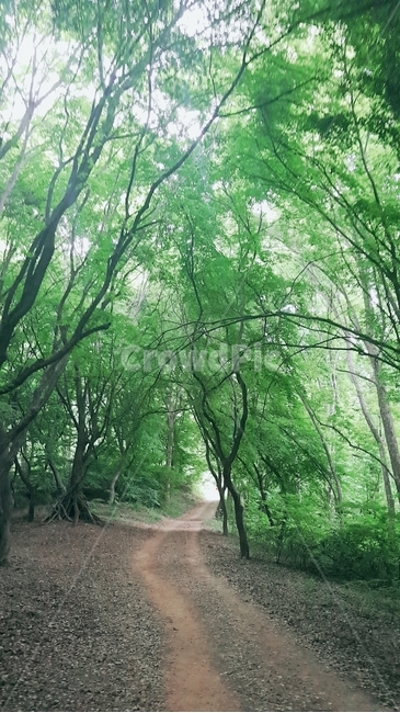 산길,산,숲,울창한숲,forest,자연,nature,초목