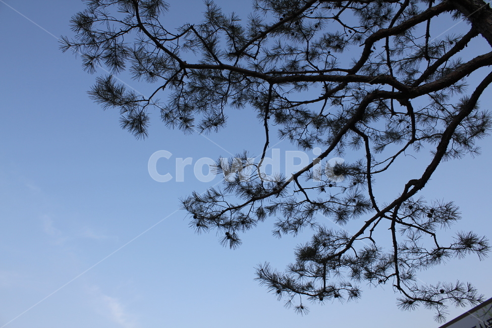 자연,풍경,경치,산,나무,식물,자연,plants,nature,나무,trees,wood