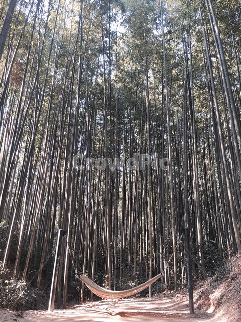 plant,식물,담양,대나무,대나무숲