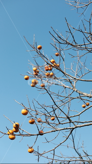 가을,감,수확,persimmon,fall,fruit,명절