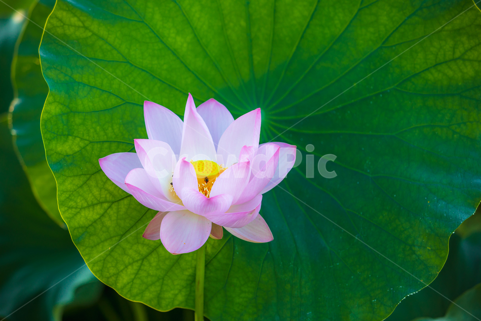 연꽃,여름꽃,flower,꽃,plant,식물,식물,자연,plants,nature,꽃,flower