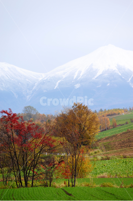 일본,홋카이도,비에이,설산,눈,초록,단풍,가을,겨울,가을,계절,fall,autumn,season,자연,풍경,nature,landscape,해외,외국,세계,foreign,oversea,world,세계자연풍경,해외자연풍경,외국자연풍경,world nature landscape,tree,나무,plant,식물,outdoors,옥외