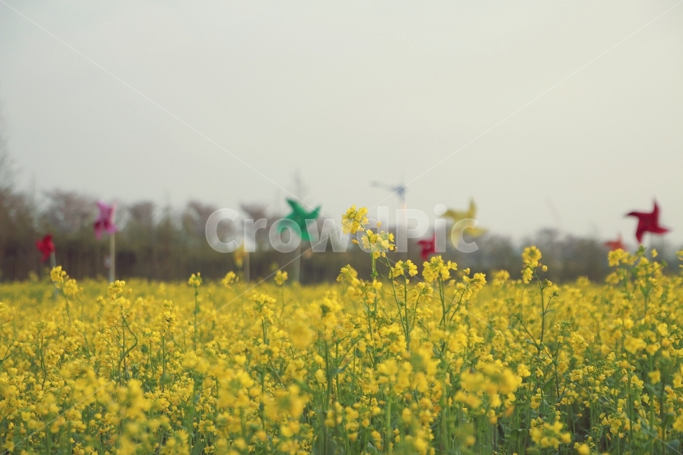 유채꽃,부산,꽃,꽃밭,공원,자연,봄,계절,spring,season,식물,자연,plants,nature,꽃,flower,field,들,outdoors,옥외,grassland,목초지