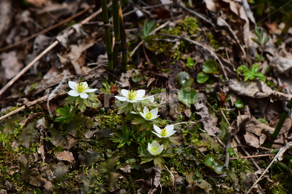 모데미풀,야생화,봄,꽃,풀꽃,자연,식물,식생,plants,nature,spring,season,flower