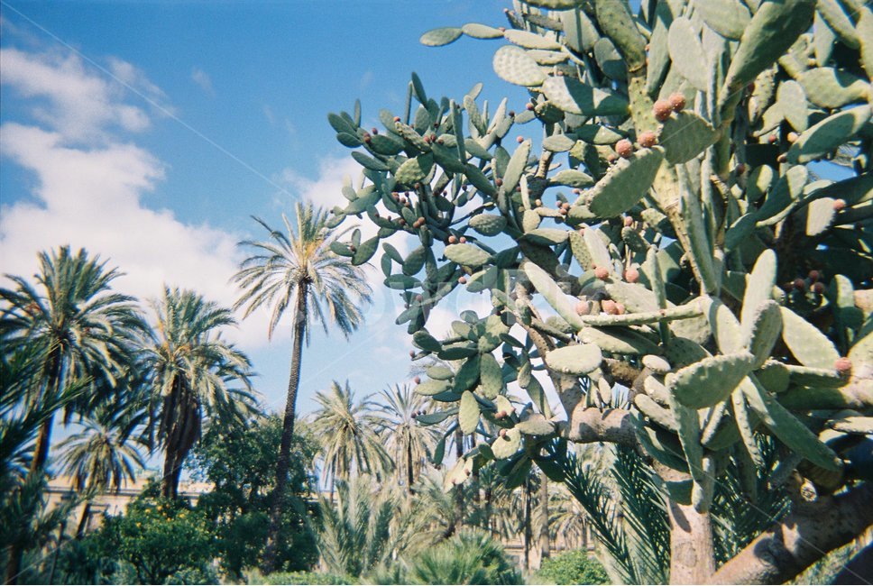 선인장,야자수,공원,자연,나무,하늘,구름,맑은날,풍경,가로등,tree,나뭇가지,green,sky,여름,summer,햇살,sun,sunlight,cloud,blue,sunny,daylight,cactus,열대나무,해외,열대,외국,foreign