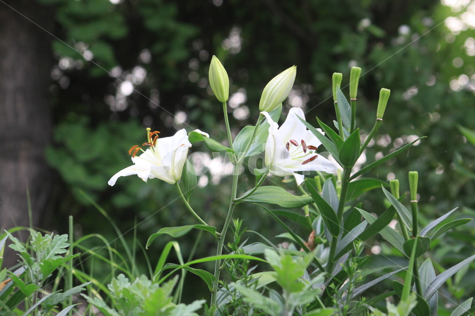백합,하얀백합,하얀꽃,꽃,plant,식물,꽃봉우리,식물,자연,plants,nature,꽃,flower